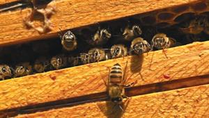 Impollinèmesi: nasce in Toscana, a Carrara, il primo eco-murales multimediale d’Italia