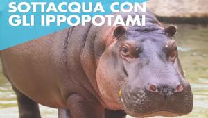 HUB09 diventa consulente digital per Zoom, il primo bioparco immersivo italiano