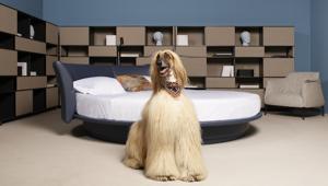 Poltrona Frau lancia la nuova Pet Collection con NEWU