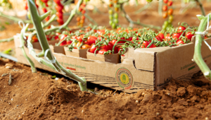 Lidl lancia il nuovo ciclo di 12 contenuti della video strategy "Freschezza in tutti i sensi" per l'ortofrutta firmati Caffeina