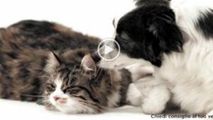 KIWI vince la gara e firma la campagna digital della linea  di prodotti endoparassiticidi Bayer per cani e gatti