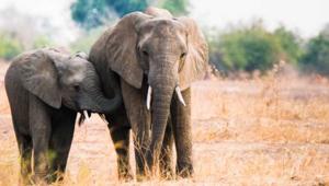 ‘Love Nature’ di Blue Ant Media sbarca su Sky e arricchisce l’offerta on demand