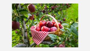 Consorzio di tutela Mela di Valtellina: al via gara da 3.9 milioni di euro per la promozione e gara da 3,6 milioni per il programma 'more Apples, More Europe'