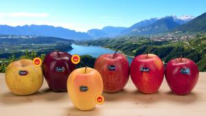 Un autunno carico di adv per Melinda, con spot e telepromozioni tv con Gerry Scotti e Antonella Clerici,  attività sul web e sponsorship. Firma Cernuto Pizzogni & Partners