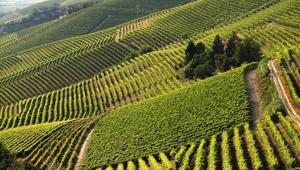 Al via la prima edizione di “Monferrato Wine Festival - Monferrato Identity”. Obiettivo: promuovere i vini e il territorio