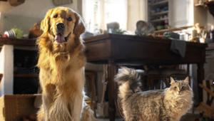 Morando lancia la nuova linea di MigliorCane e MigliorGatto 'Le Specialità Italiane' con Armando Testa