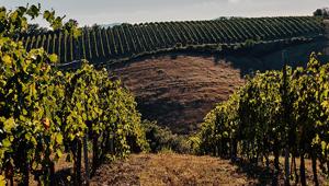 Il Consorzio Morellino di Scansano affida a Zed_Comm le attività di ufficio stampa e pubbliche relazioni