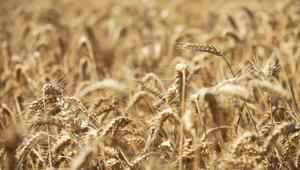 New Holland Agricolture sceglie Auiki per la campagna Early Season 2020