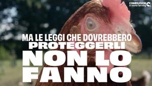 Eurogroup for Animals realizza la campagna "No Animal Left Behind" per chiedere alla Commissione europea la revisione della normativa relativa ad allevamenti, trasporto e macellazione