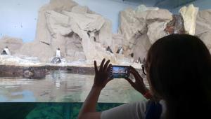 Progetto ‘Obiettivo Acquario’: dal 21 giugno un challenge fotografico rivolto al pubblico per condividere l’esperienza di visita su Instagram e diventare parte del social media team dell’Acquario di Genova per un giorno