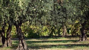 Associazione olivicola cosentina apre gara da 1 milione per la promozione negli USA