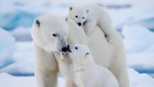 Gli auguri di Natale di Hi!