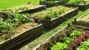 Milano Food Week, Coldiretti distribuisce mille piantine agli abitanti del quartiere Tortona