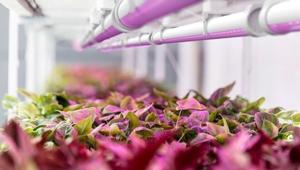 Osram presenta i prodotti Led per l’orticoltura a My Plant & Garden 2019 dal 20 al 22 febbraio 2019