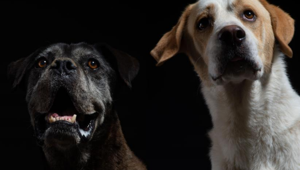 Pet Gala, una mostra visiva organizzata da Poldorescue e Mini a sostegno del progetto "Adotta gli invisbili" di Fondazione Squadraa4Zampe Onlus
