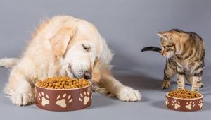 Il mercato pet food in Italia cresce e supera i 3,1 miliardi di euro nel 2024. Ecco i dati del Rapporto Assalco – Zoomark 2025