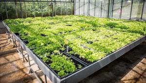 Un nuovo Festival a Torino: dal 31 marzo al 2 aprile 2023, la prima edizione di ColtivaTO il Festival dell’Agricoltura