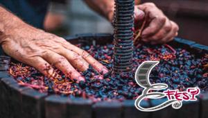 Efest: a Napoli dal 13 al 15 ottobre il primo Festival dedicato al Cinema e al Corto d’autore con protagonista il vino