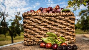 Le Prugne della California arrivano in Italia con una nuova campagna. Adattamento di BPRESS