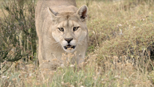 Nat Geo Wild cambia nome e diventa National Geographic Wild