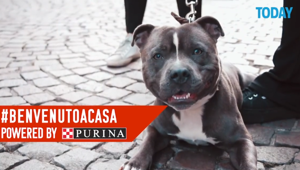 Purina sceglie Citynews come partner del progetto #Benvenutoacasa