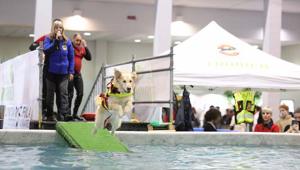 Quattrozampeinfiera, l'evento dedicato agli animali da compagnia, arriva a Milano al Parco Esposizioni Novegro. Novità dell'edizione il Granny's Pet Award Design"