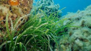 E’ live “L’erba di Poseidone”, lo short docu di Rio Mare in collaborazione con Will Media per la salvaguardia del polmone verde del Mediterraneo nell’Area Marina Protetta  “Isole Egadi”