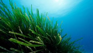 Rio Mare e Will Media insieme nello short docu “L’erba di Poseidone” per la  salvaguardia del polmone verde mediterraneo nell’Area Marina Protetta “Isole Egadi”