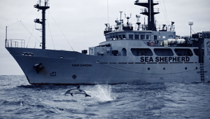 VMLY&R con Sea Shepherd per difendere i nostri mari