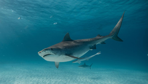 Su Discovery Channel torna la 'Shark week'