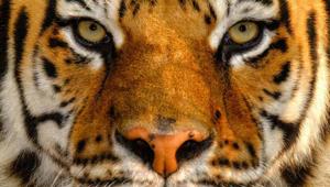 Fujifilm sponsor di 'Portraits', la mostra fotografica di Simone Sbaraglia