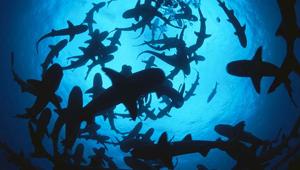 Torna il cult "SHARK WEEK", una prima TV assoluta su Discovery Channel e discovery+