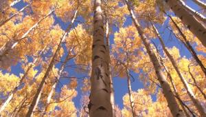 400 Video da 16 Paesi per la call globale di Userfarm a supporto del 10° anniversario dell'EARTH HOUR DAY 2017 del WWF