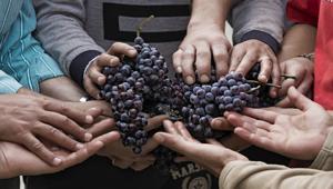 Syngenta racconta l’agricoltura sociale con le immagini del progetto Valelapena in mostra a Palazzo Lombardia