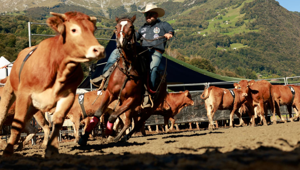 Valsassina Country Festival 2026: l’undicesima edizione celebra la cultura rurale su un’area di 100mila mq tra grandi show equestri e musica live