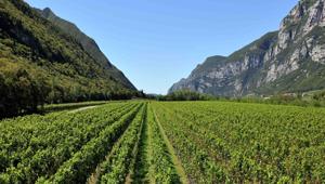 Il Consorzio Vini Doc delle Venezie affida a Zed Comm l’attività di ufficio stampa e media relation per l’Italia e per l’estero