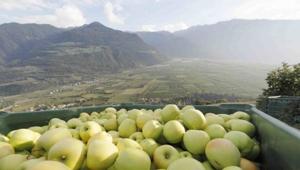 Coo'ee firma la comunicazione digitale e la pianificazione degli eventi del progetto 'Save the Wall' di mele Val Venosta