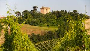 Consorzio Vini di Romagna: gara da oltre 1 milione di euro per la promozione in Francia, Svezia e Germania