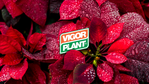 Vigorplant si affida a Conversion per la comunicazione social e digital