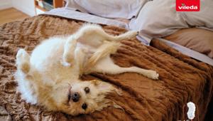 Vileda lancia “Flexible Pets”, la nuova campagna integrata firmata da Herezie Milano per Flex & Catch