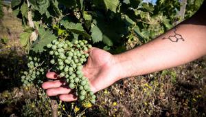 Sana Slow Wine Fair 2022 dà appuntamento a marzo a BolognaFiere con 500 cantine espositrici per una tre giorni di incontri, degustazioni e masterclass