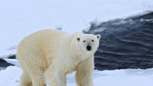 WWF Travel debutta sul circuito Moviemedia con la prima campagna pubblicitaria firmata Yes I Am