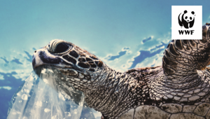 WWF e VMLY&R insieme contro la plastica in mare