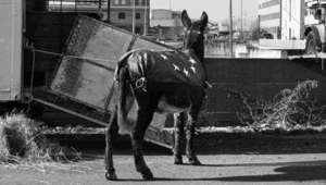 XNL Arte: presentato il progetto Photobuster Piacenza 2025