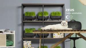 IKEA invita ad adottare un animale con  ENPA e We Are Social