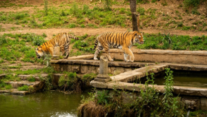 Zoom Torino scegli Simpol. the reactive agency per la nuova strategia social: 4 milioni di persone raggiunte e oltre 100 mila interazioni