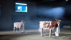 Edizione rinnovata per Fiere Zootecniche Internazionali di Cremona al via nella 77esima edizione con 650 capi iscritti da 120 allevamenti e da 8 Paesi